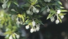 Gaultheria phillyreifolia